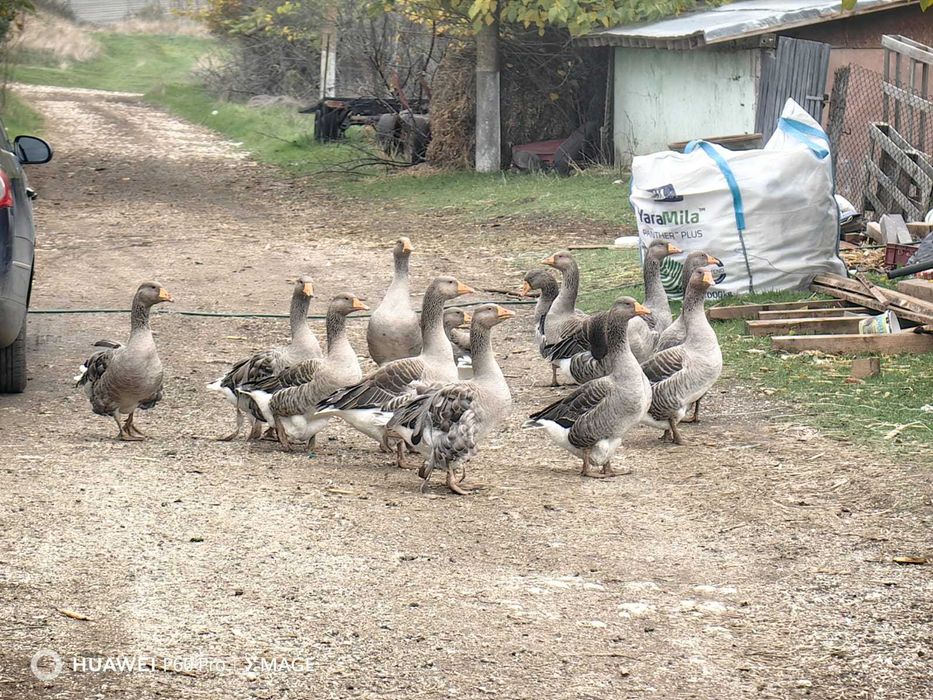 Гъски домашно отглеждани