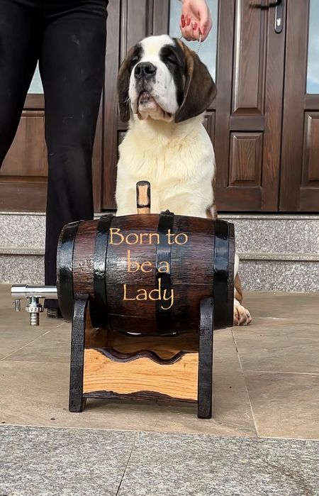 Femela de Saint Bernard cu Pedigree