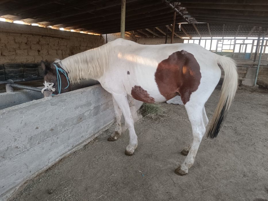 Буаз дау бие сатылады