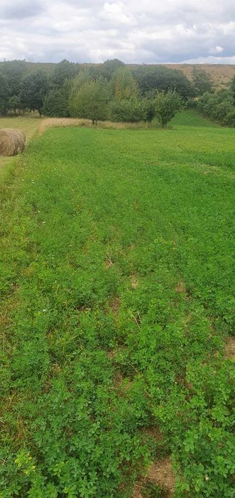 Teren de vânzare, zona ,,maxima,, Vadu Crisului spre Suncuius!