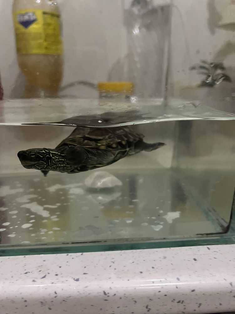 водна костенурка
