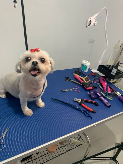 Servicii profesionale frizerie canina