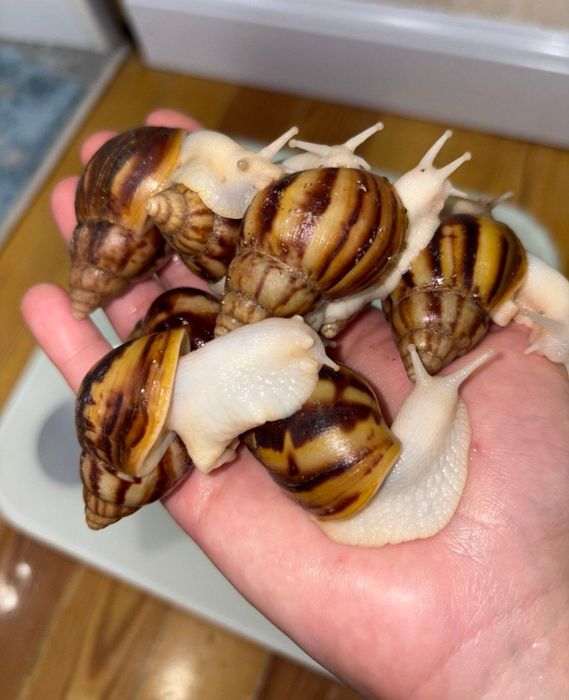 Ulitkalar sotuvda bor optom dona