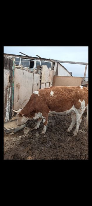 1 туған қашар сатылады