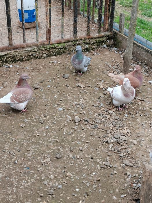 Vând porumbei diferite rase