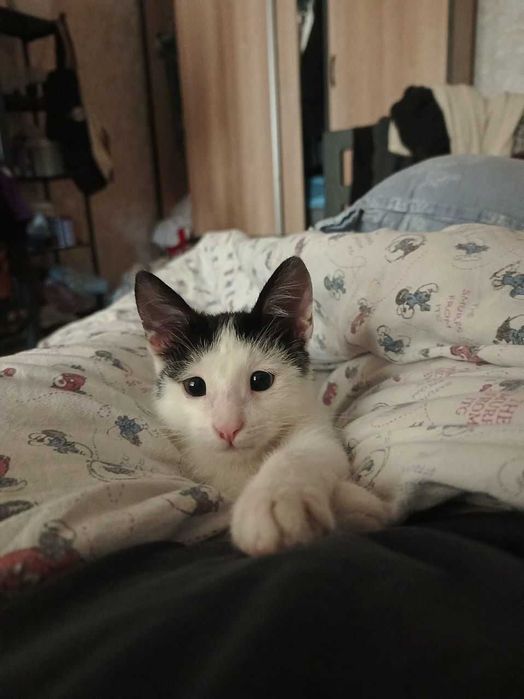 Отдаем котёнка БЕСПЛАТНО