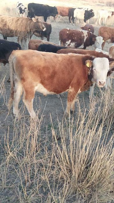 Бычки полторашки