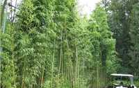 Bambus Auriu Negru