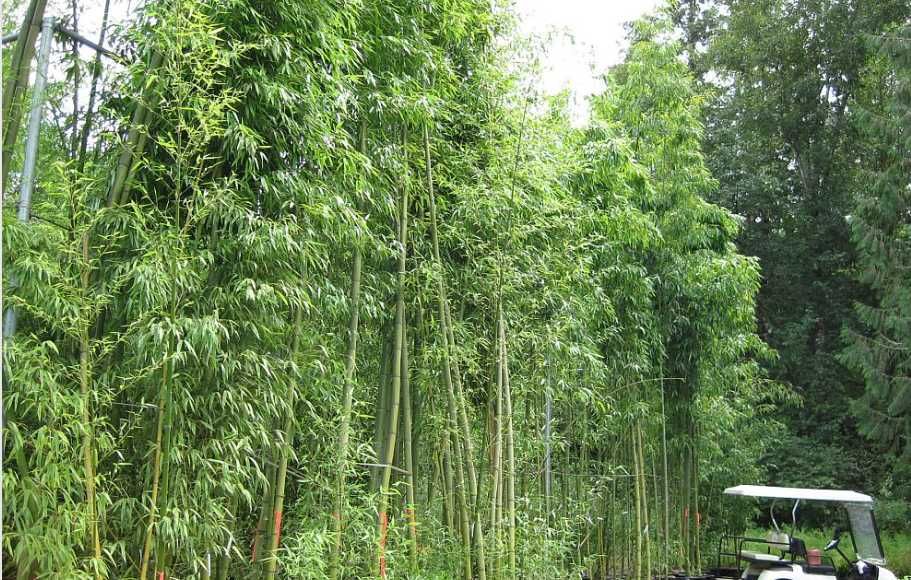 Bambus auriu , verde, negru , Plante Exotice, Palmieri, Maslini, Cycas