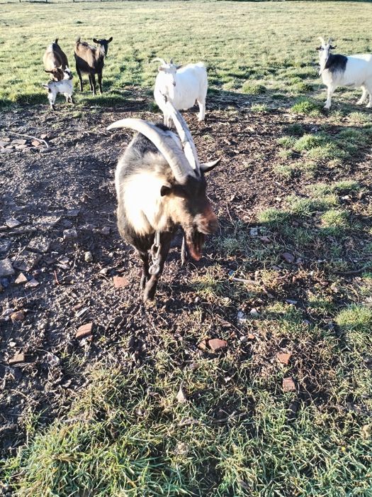 Vând țap alpin francez pur