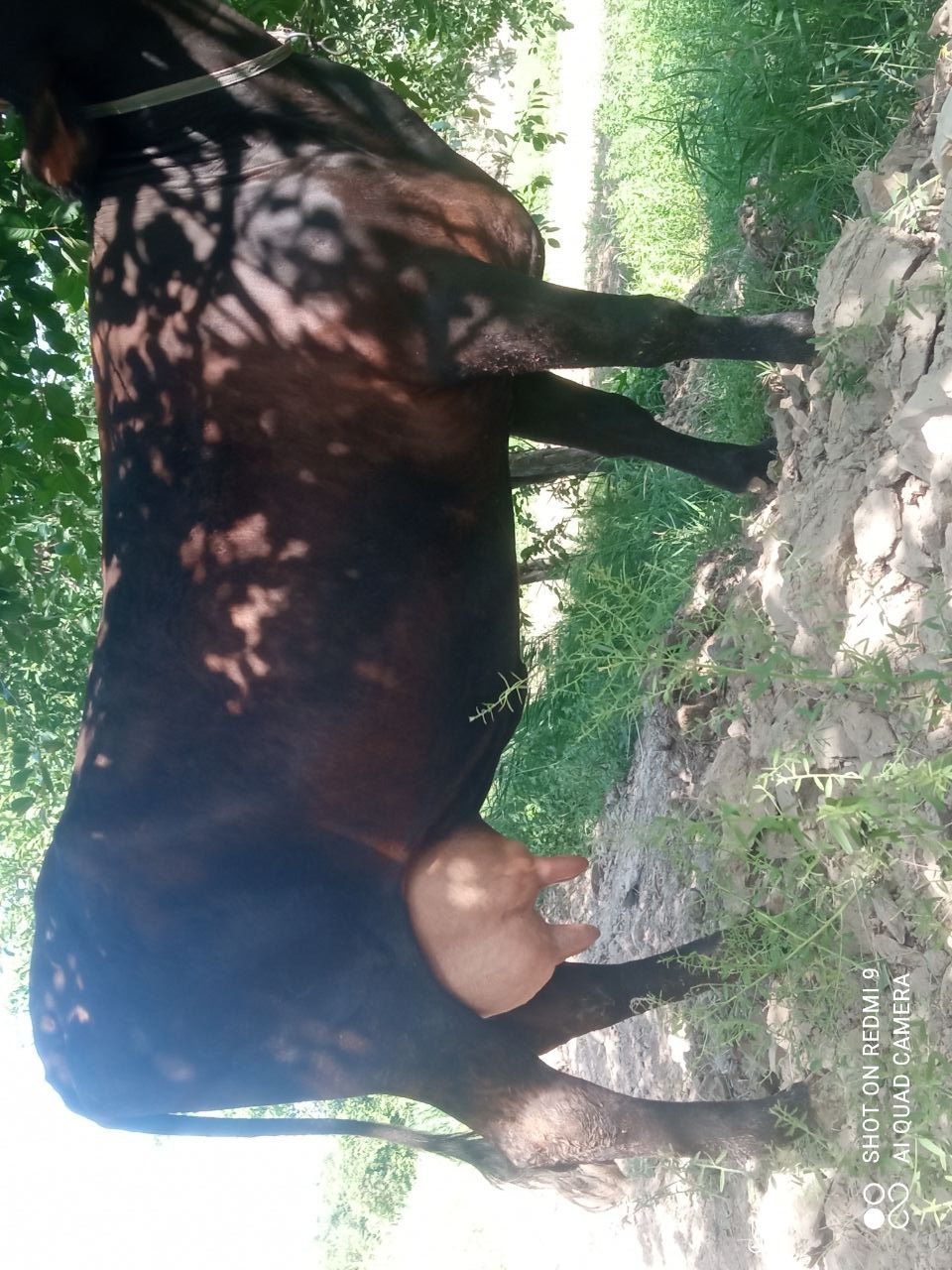 Ona bola sigir sotiladi. Bolasi hokizcha.