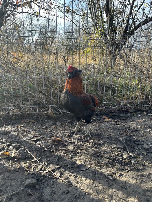 Cocosi Australorp, La Bresse, Araucana