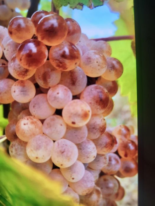 Vând struguri de vin productie 2025