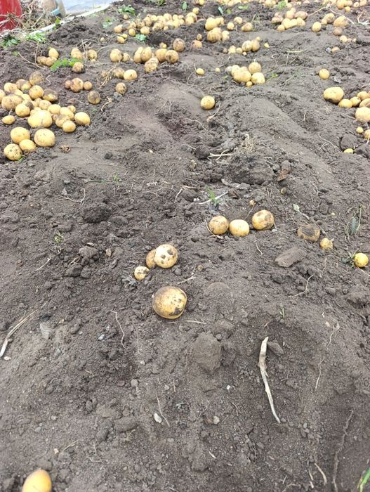 Картофель домашний