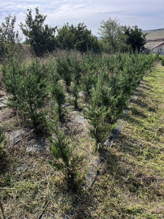 Chiparos Leylandii pentru gard viu.
