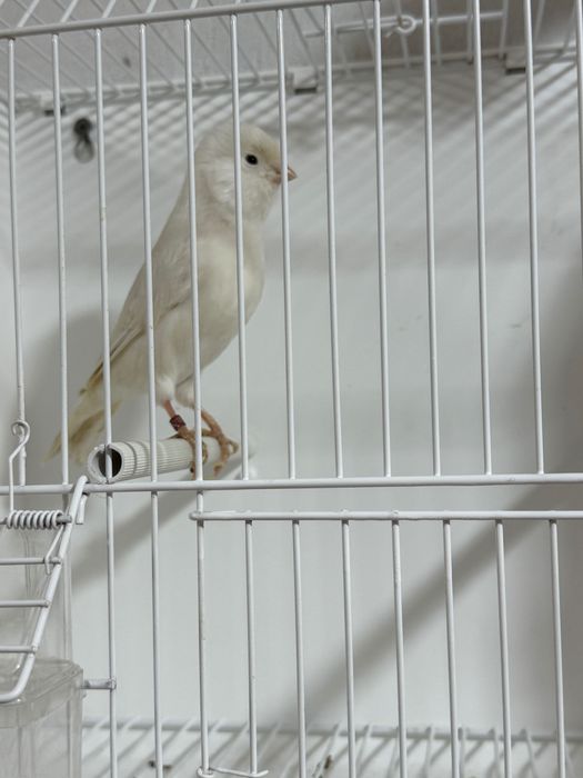 Canari roșii,albi,mozaic pe roșu de vanzare