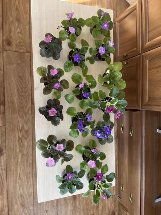 Продам колекционные фиалки