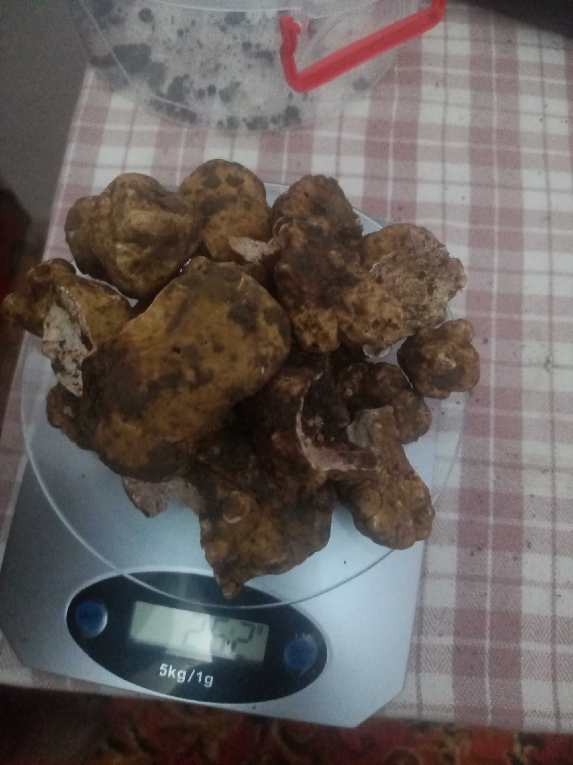 Dresaj canin de trufe