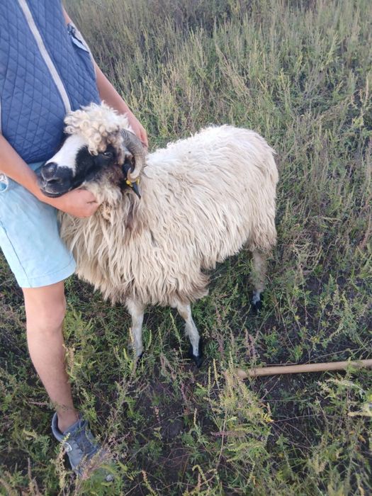Vând oi  bune  de tinut