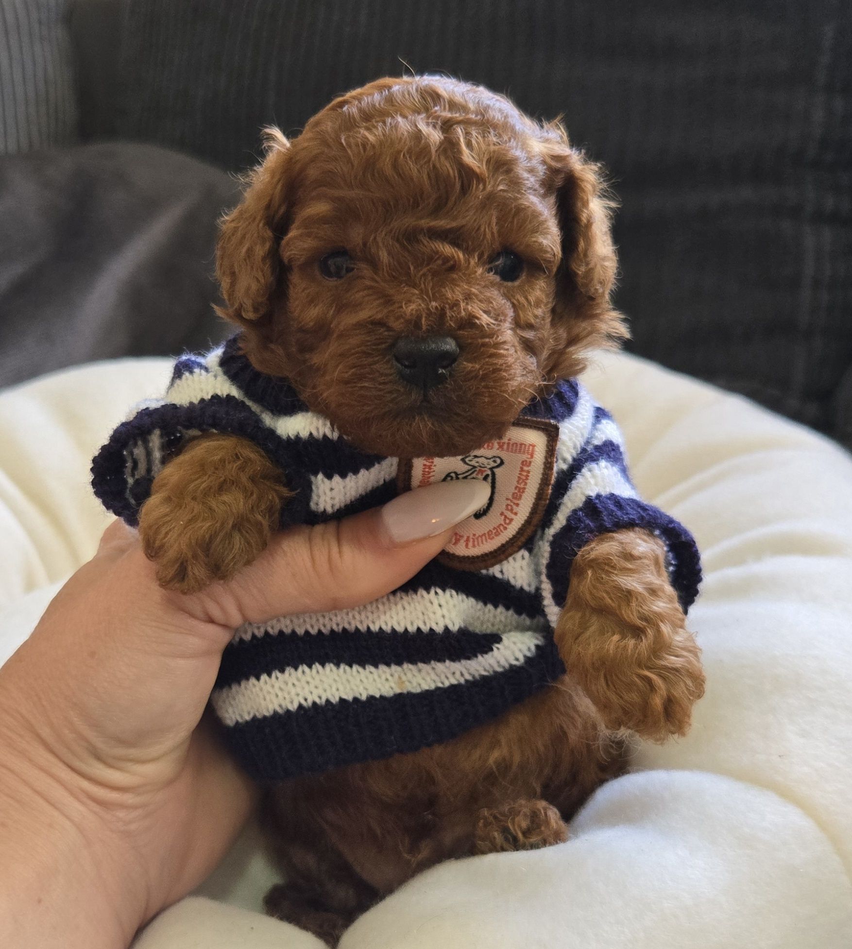 Пудел той Poodle Toy с родословие