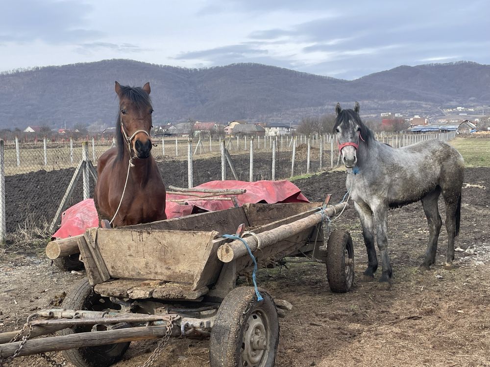 Vand manz rosu si manza sura