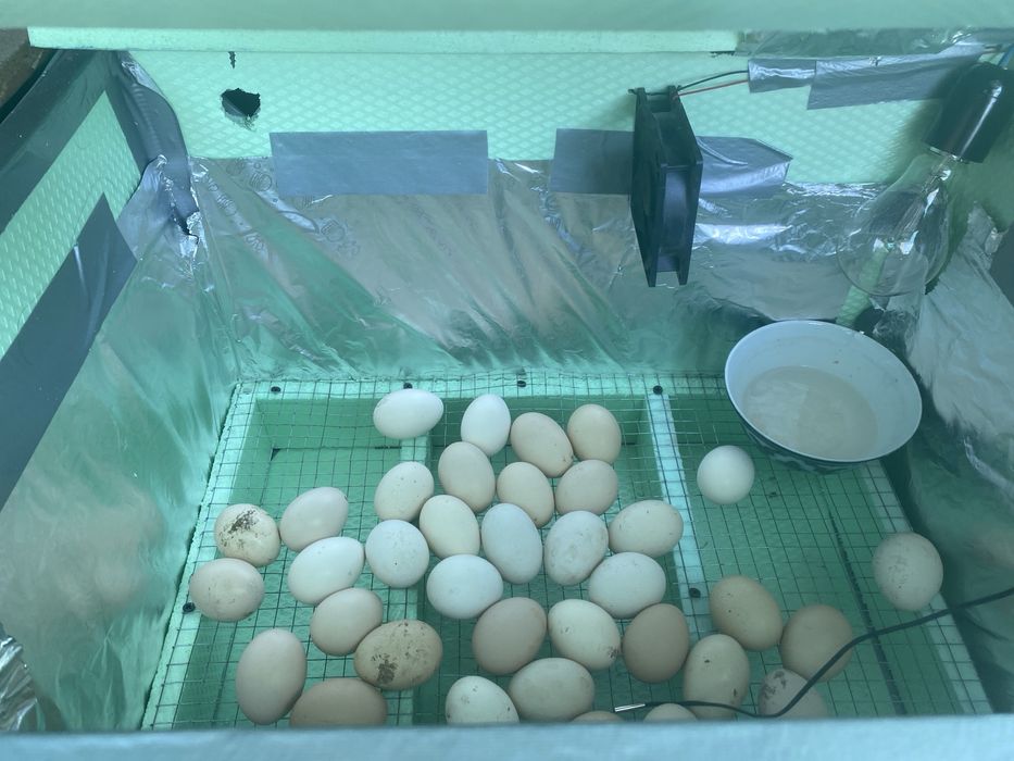 Inkubator tayorlab beramiz