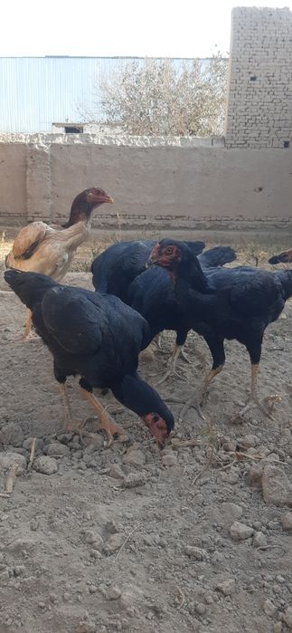 Dakan tovuqlari.Zoti aniq