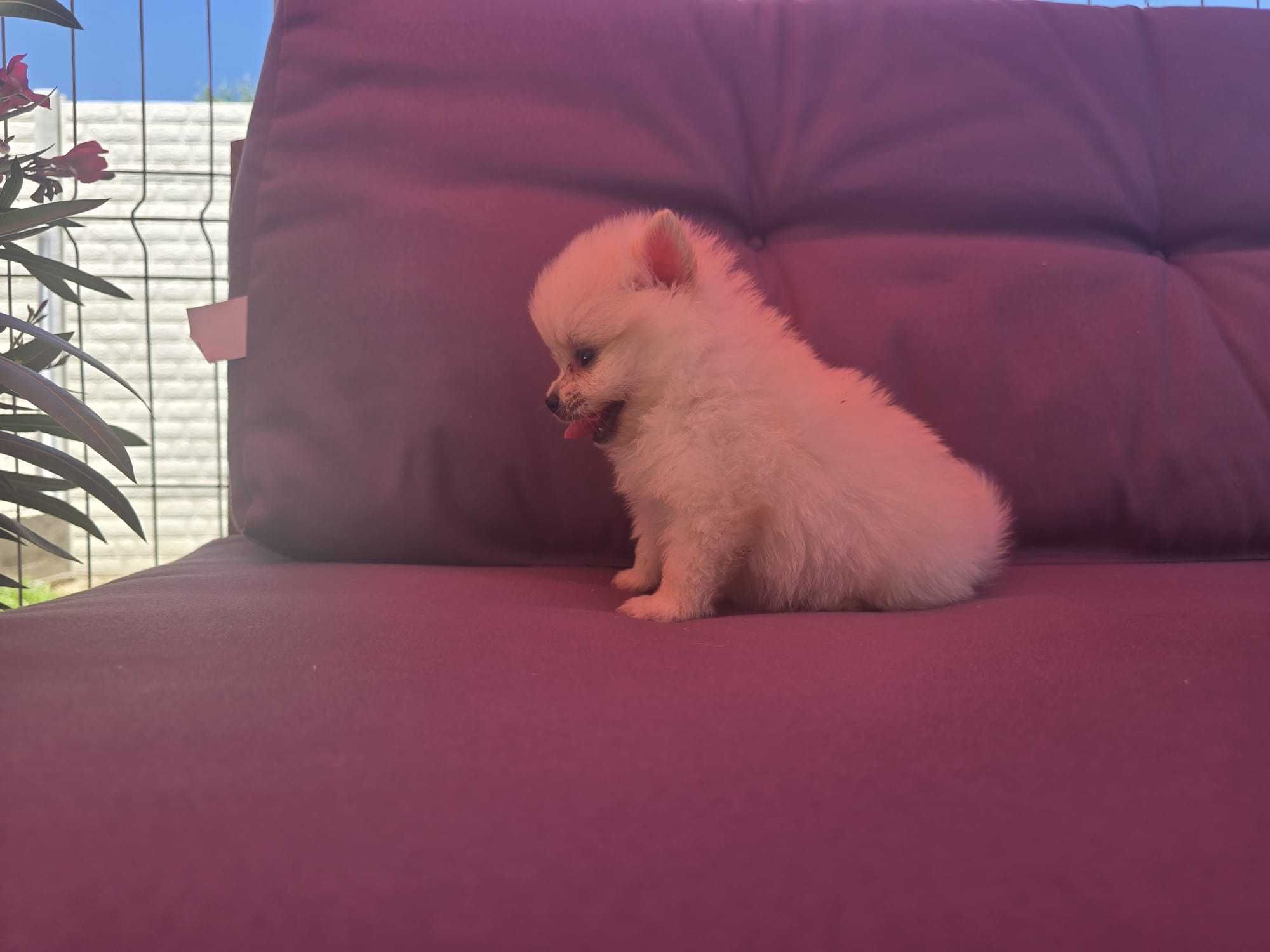 Pui Pomeranian toy alb