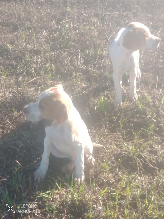 Кучета пойтер ..