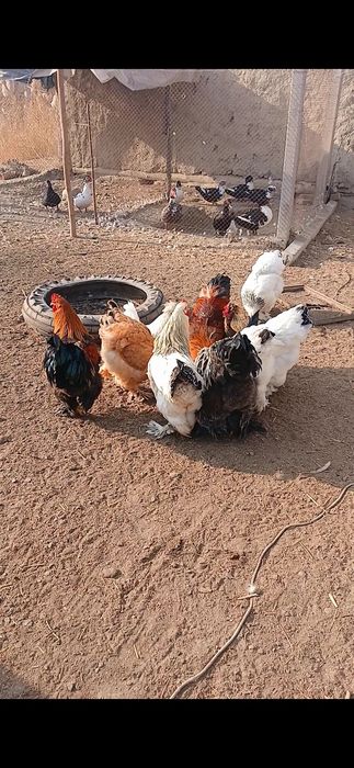 Брама товук хурозлар сотилади