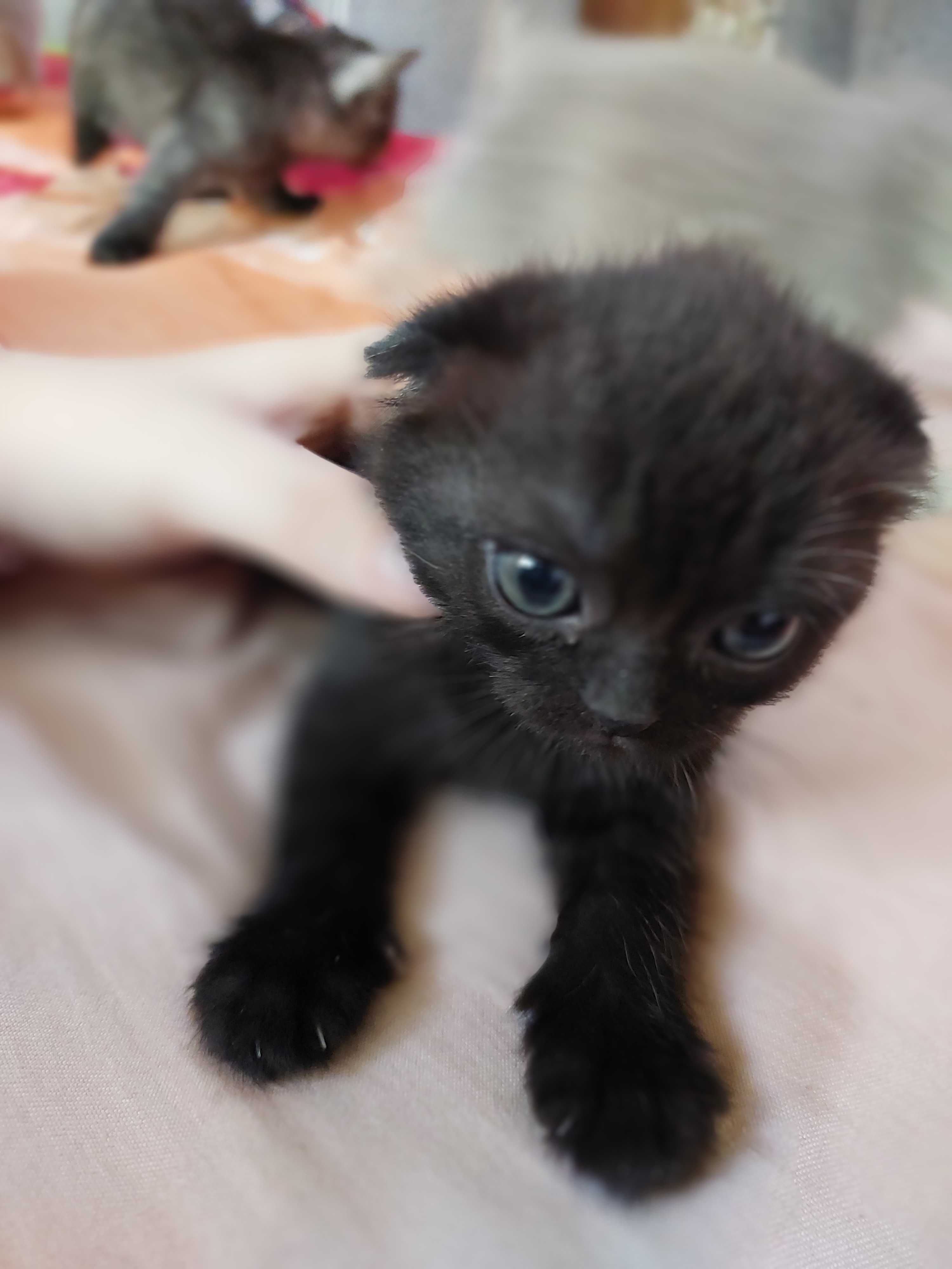 Вислоухие котятки)