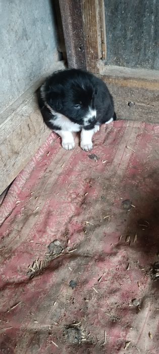 4 Бордър Колита от работещи родители