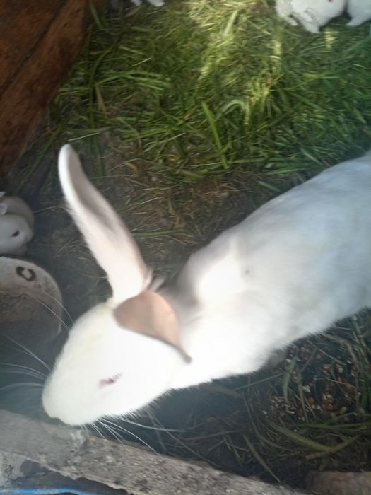 Vând iepuri rasa uriaș de transilvania