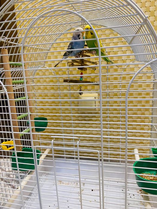 Волнистые попугаи