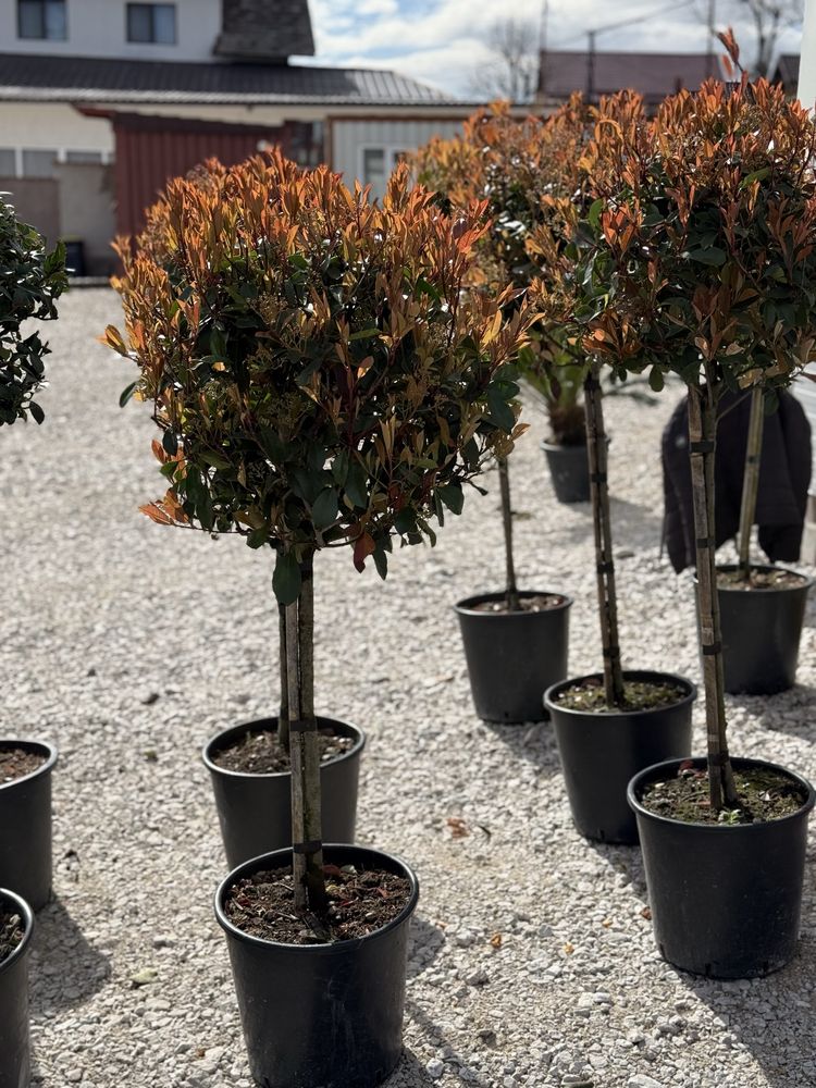 Plante ornamentale-palmier/maslin/euonymus/pin tija/photinia/cedru