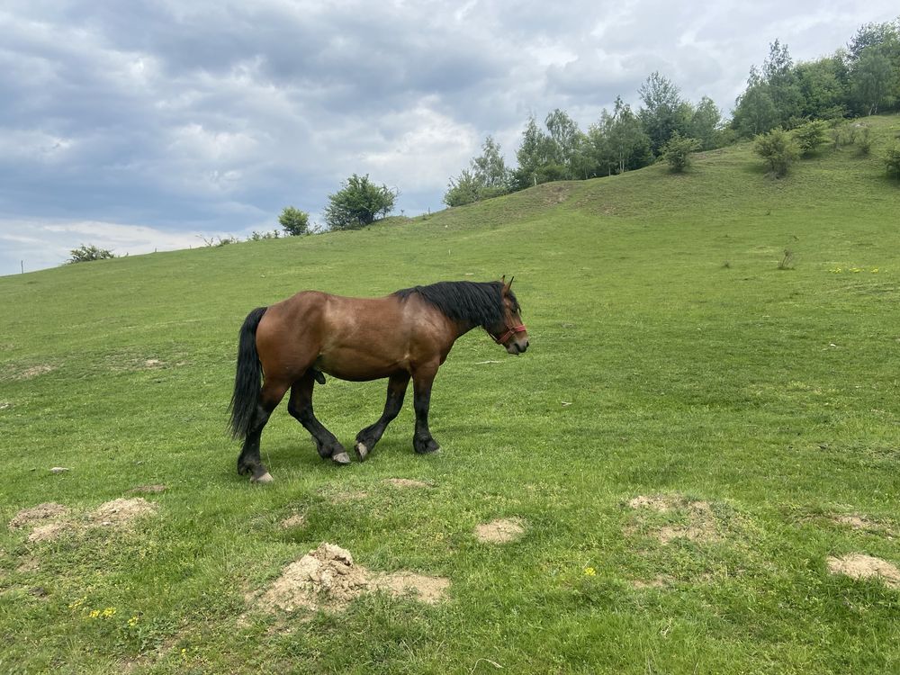 Vand armasar si doua femele