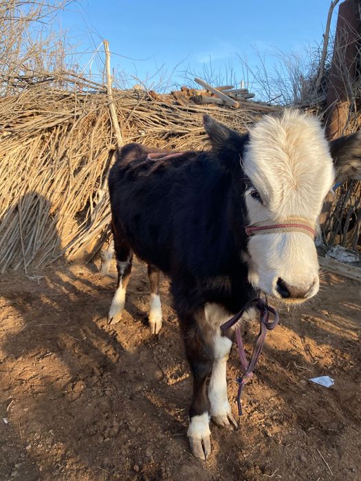 Баспақ сатылады семіз