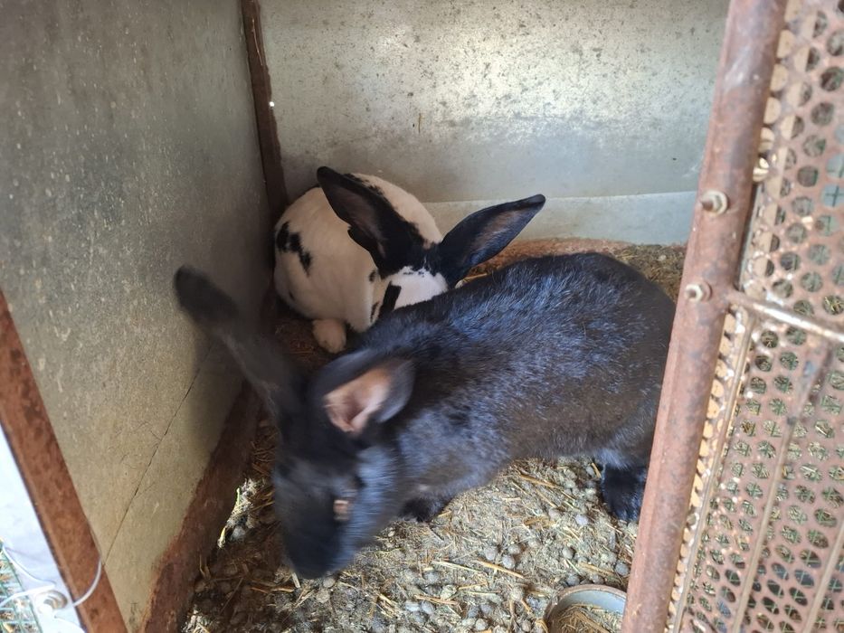 Iepuri Urias Pestrit German