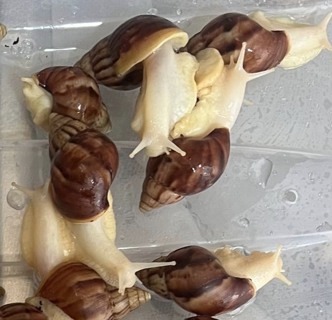 Улитка ахатин косметологичиский