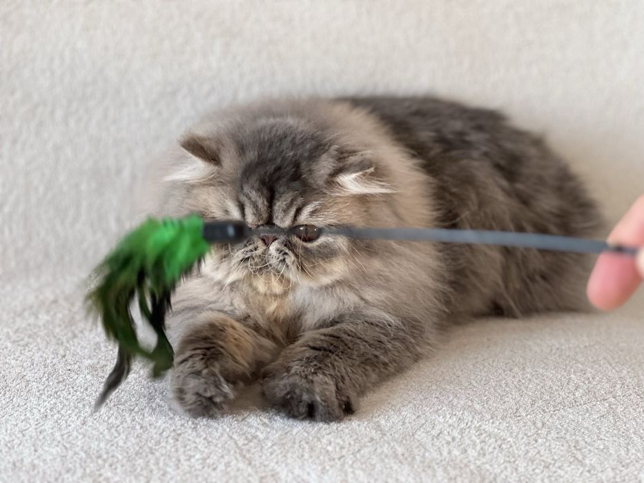 Чистопородна персийска женска котка-3 години, синьо таби – търси дом