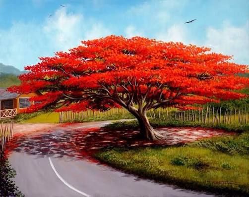 Copacul Flacara cu Flori de foc