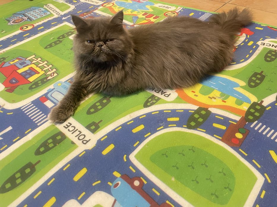 Persidiskiy mushuk ayol