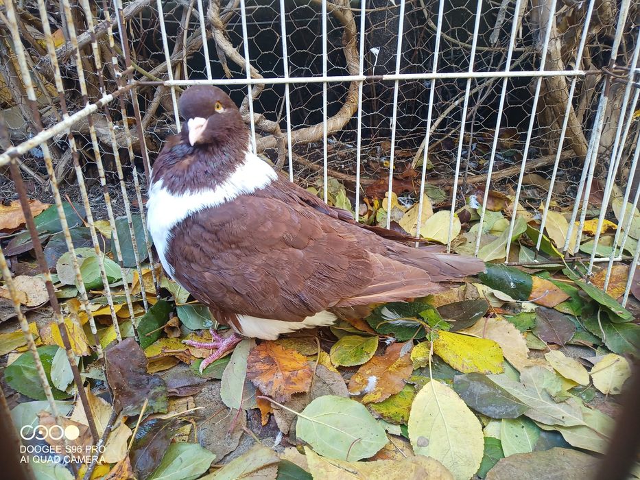 Porumbei king și texani și strasseri german