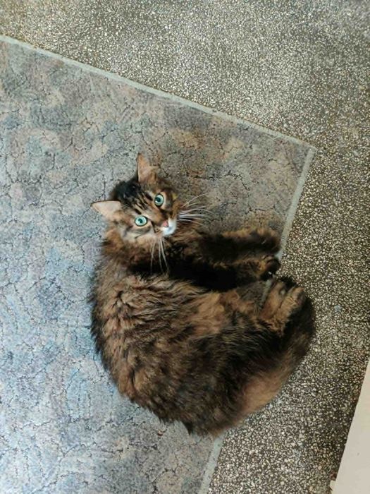 Motan iubitor caută om