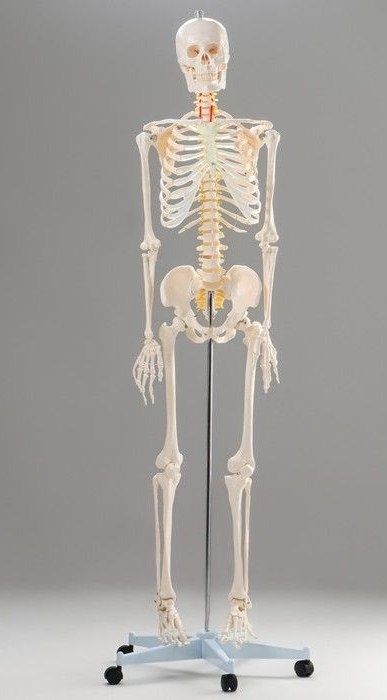 Макет 170 см  скелет человека skelet