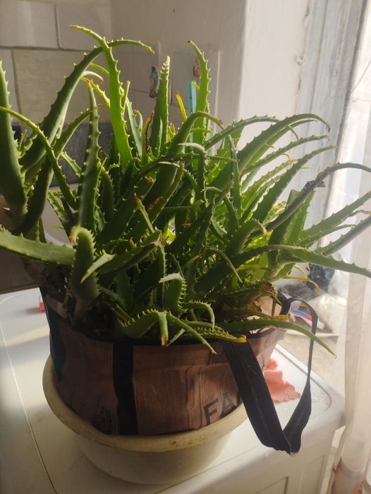 Домашние цветы алое