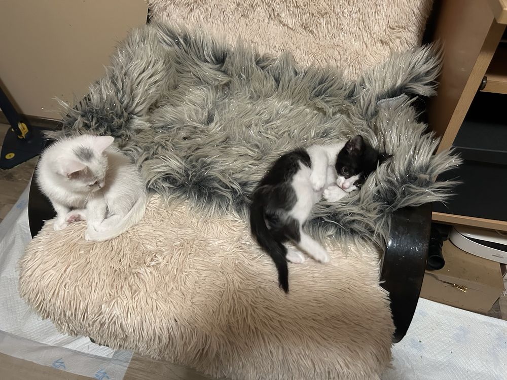 Подарявам котенца