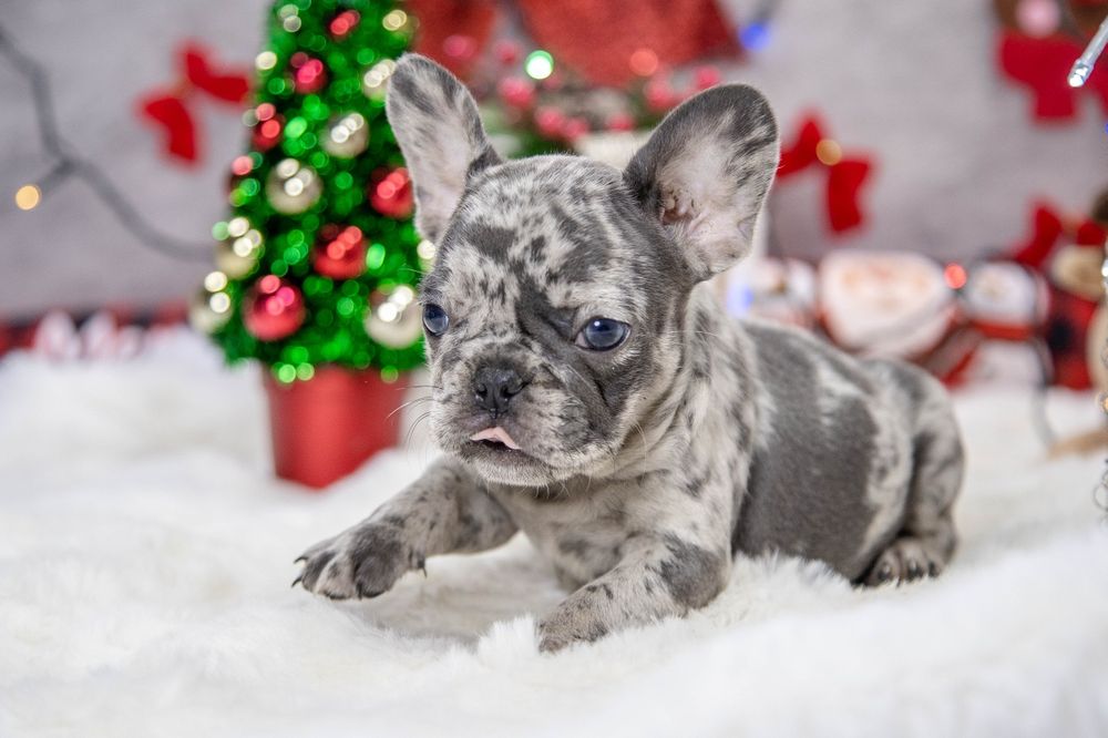 bulldog francez blue merle
