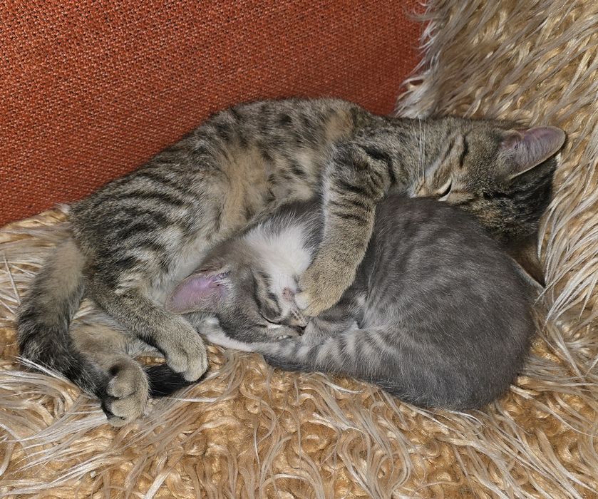 Котетата са Сиво-сребристи със сини очи и Тигрови със златисти очи!