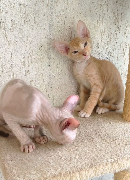 БРАШ с родословието на Донски сфинкс мъжки